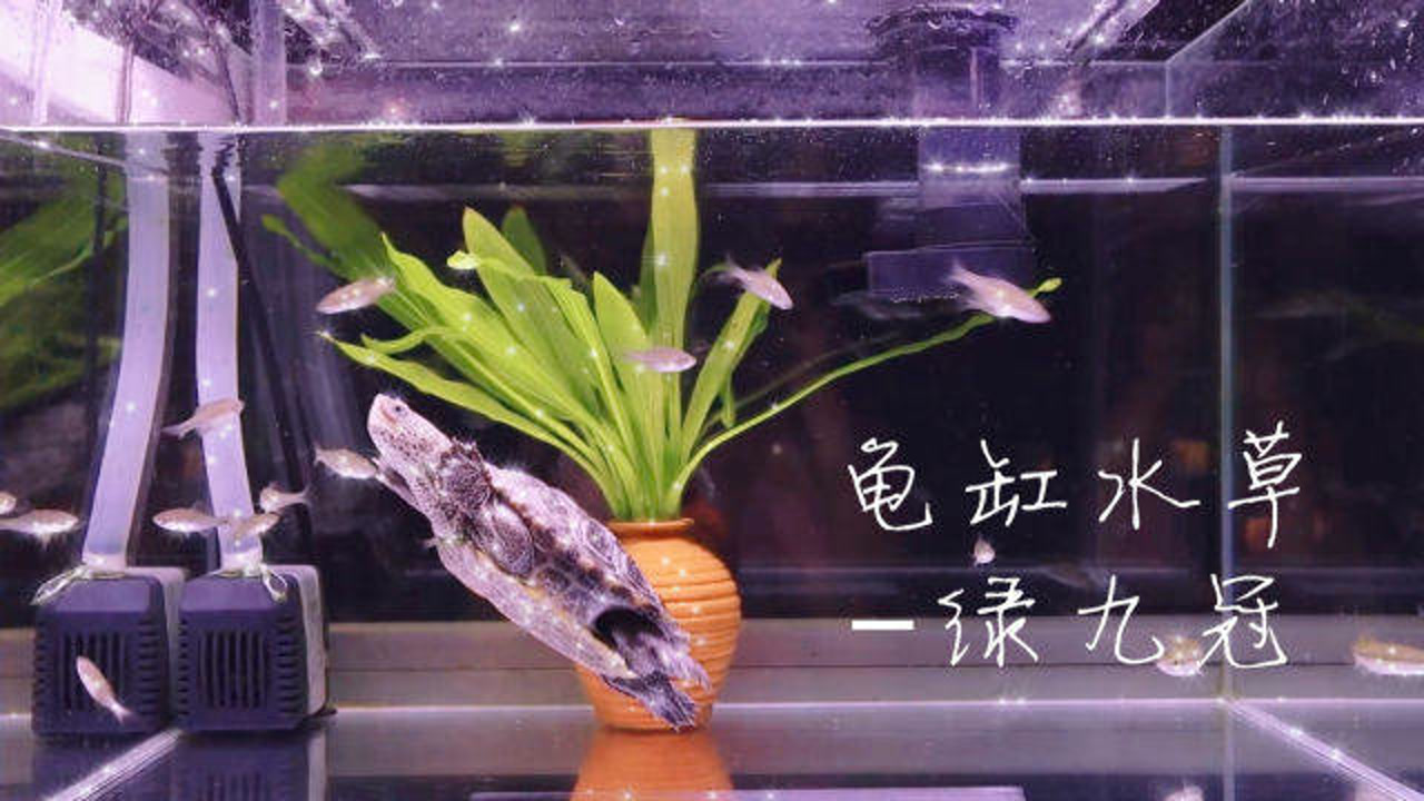 【龟缸水草】新买了两株水草—绿九冠,轻盈的漂浮在水