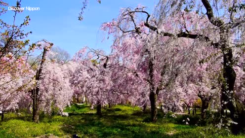 日本超美的樱花花海 景色超美 一定要去看