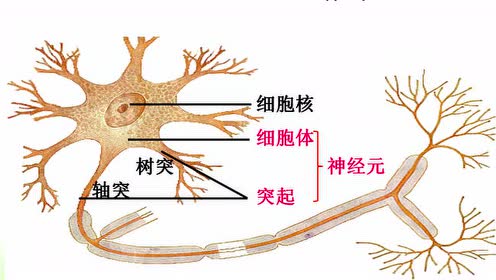 苏科版八年级生物上册第15章 生命活动的调节