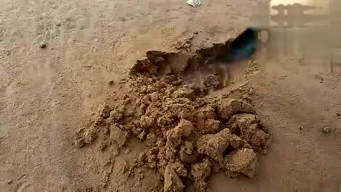 成语萤窗什么案_山窗萤幼虫