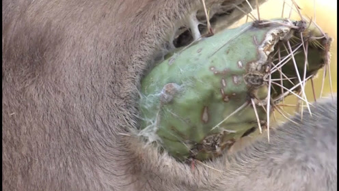 骆驼仙人掌猜成语_骆驼吃仙人掌图片
