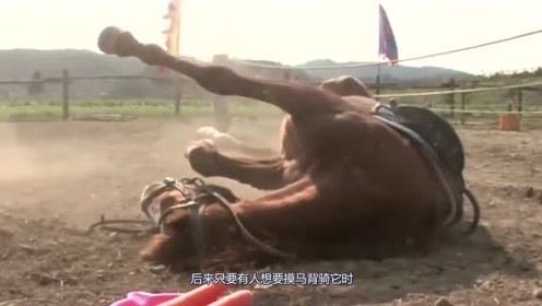 一匹