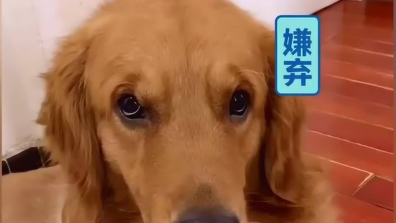 金毛六岁了,女主人给它过生日它一脸嫌弃,感觉有点寒酸啊