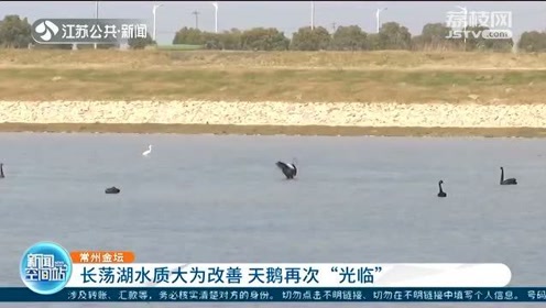 常州金坛长荡湖水质大为改善天鹅再次 光临 嬉戏起舞 腾讯视频