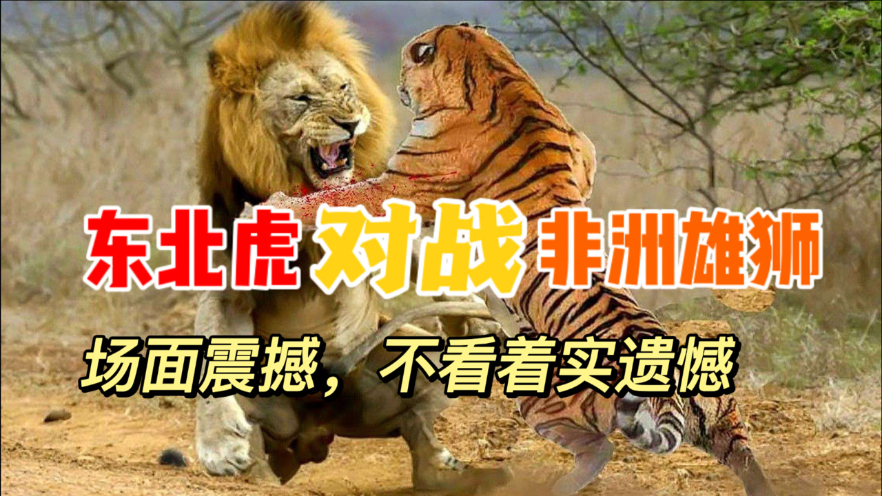 老虎与雄狮之间罕见的生死决斗,场面极为震撼,最终老虎略胜一筹