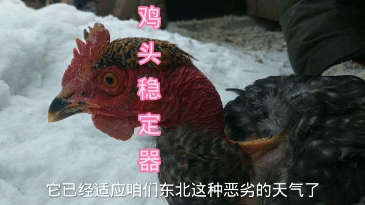 这只秃脖鸡真神奇,不管怎么摇晃它头都不动,像只假鸡一样