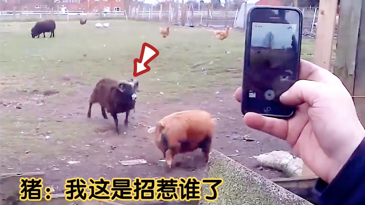 一头猪正在农舍悠闲散步,怎料下一秒却飞来横祸,猪懵