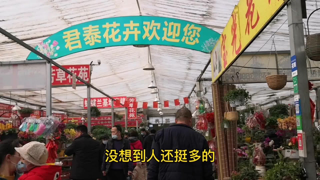 潍坊君泰花卉市场春节后,很多年宵花降价处理,蝴蝶兰多肉都便宜