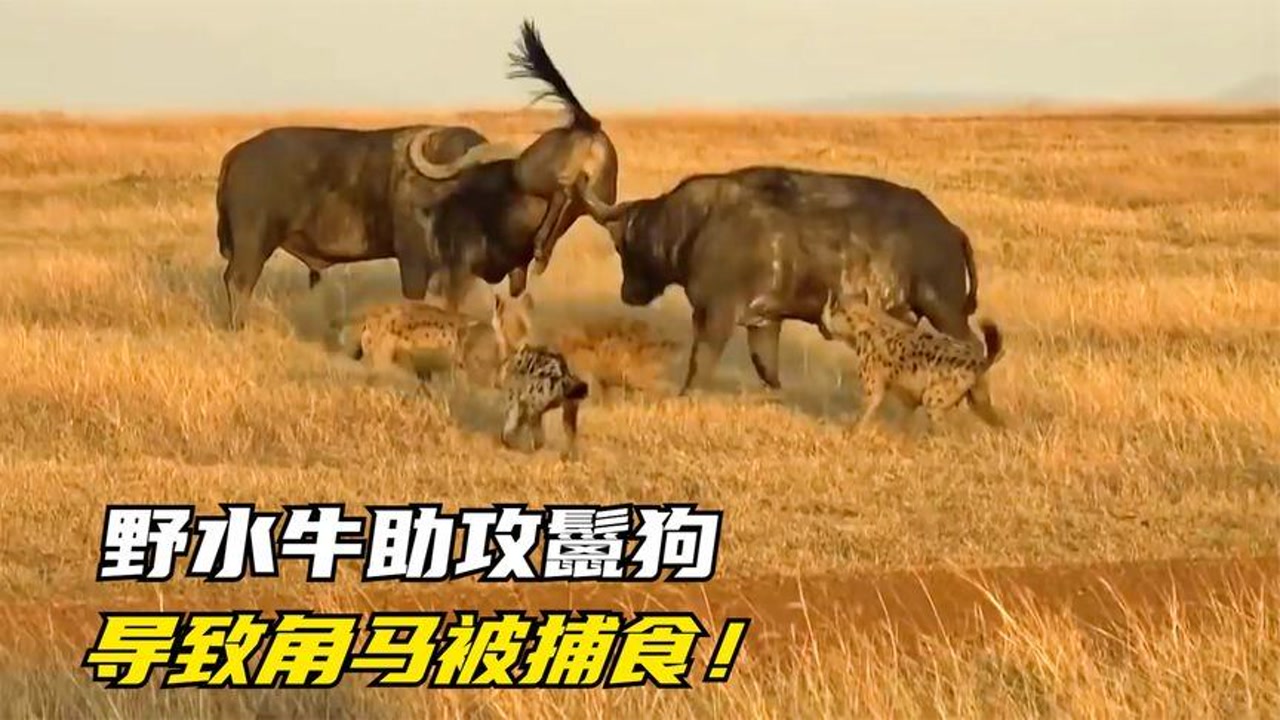 鬣狗围捕角马,水牛愤怒助攻,激情演绎动物世界三国杀!