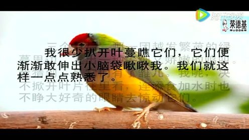 冀教版五年級(jí)語(yǔ)文上冊(cè)2 珍珠鳥(niǎo)