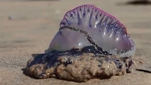 英国海滩发现诡异的不明海洋生物,碰一下就会要人命