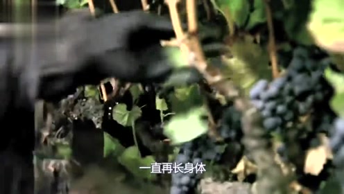 阿门阿前一颗葡萄树简谱_葡萄树图片