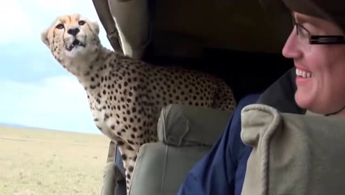 实拍猎豹爬上了游客的观光车,乖顺得像家猫一点也不凶狠