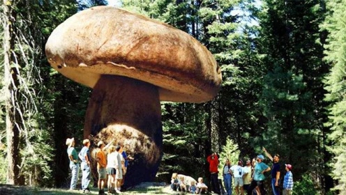 世界上最大的"蘑菇",已经2600岁,占地800万平方米!