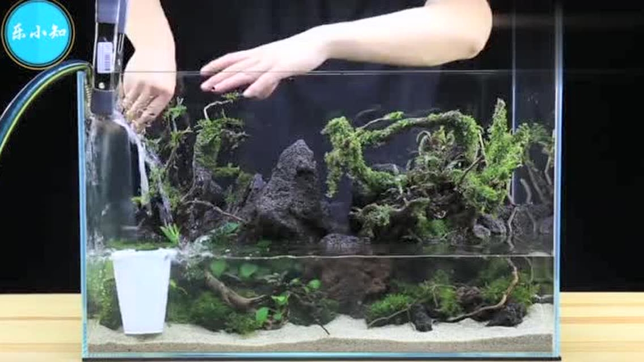 大神的速度让人吃惊,热带鱼草缸快速造景,需要的不仅是手速