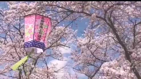 日本樱花季 腾讯视频