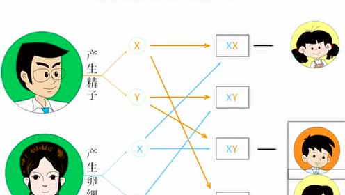 八年级生物下册七单元第二章 生物的遗传和变异2.基因在亲子代间的传递