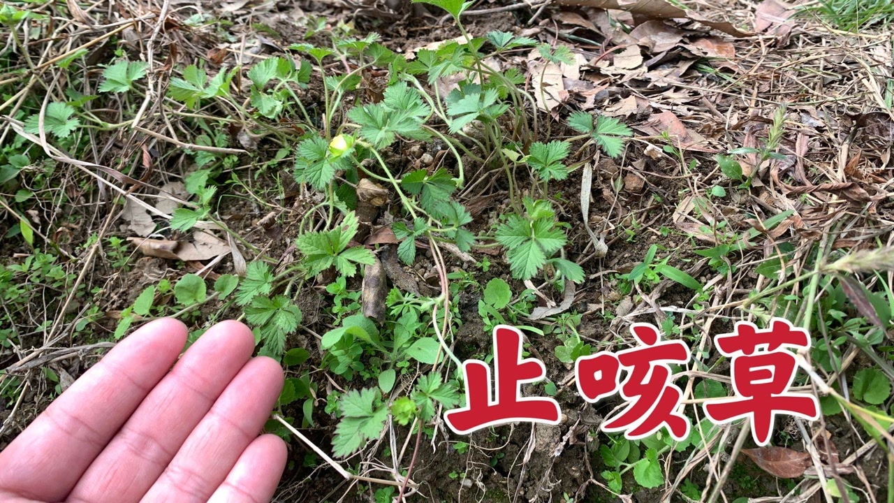 溪水边生长的"止咳草",它的用途非常广,只有你还不知道