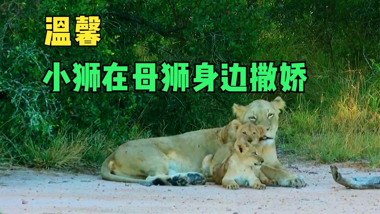 小狮子趴在母狮身边撒娇,母狮温柔回应,这一幕好温馨!