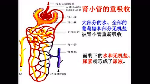 七年级生物下册第五章 人体内废物的排出