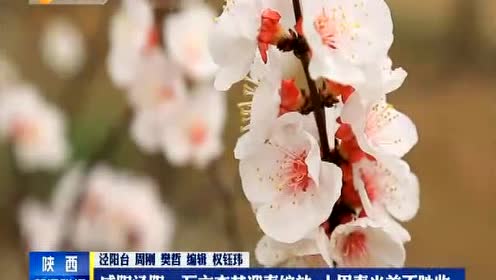 苏教版四年级语文下册2 第一朵杏花