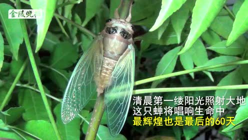 蘇教版五年級(jí)語文上冊(cè)7 金蟬脫殼