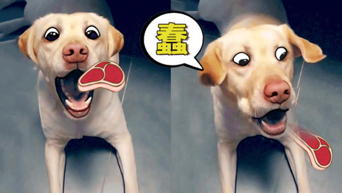 狗子恶搞模板视频，狗子恶搞模板视频大全