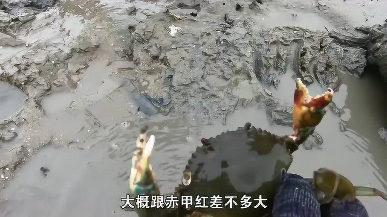 域赶海,小池幸运抓到4斤重的大石斑鱼,要乐坏了_腾讯om视频_腾讯网