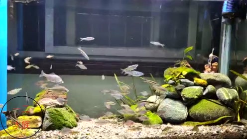 鱼友家的原生鱼缸,鳑鲏鱼养的不错,石头从河边捡的,绿藻很好看
