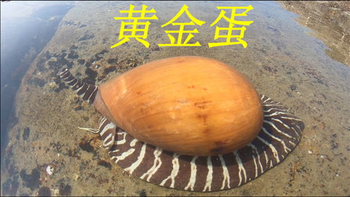 抓获俩斤重的黄金蛋.还抓了鲍鱼和花姑娘海螺