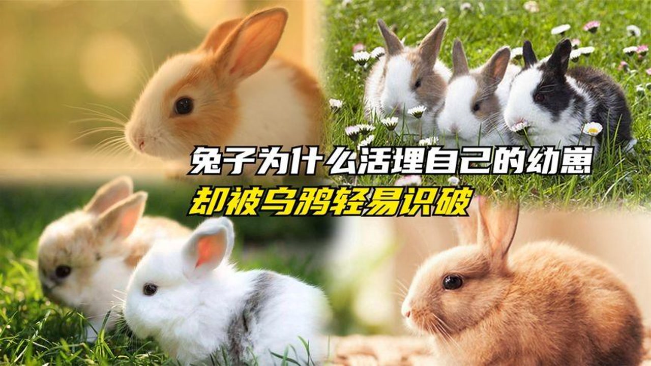 兔子为什么活埋自己的幼崽?高超的隐藏技巧,却被乌鸦
