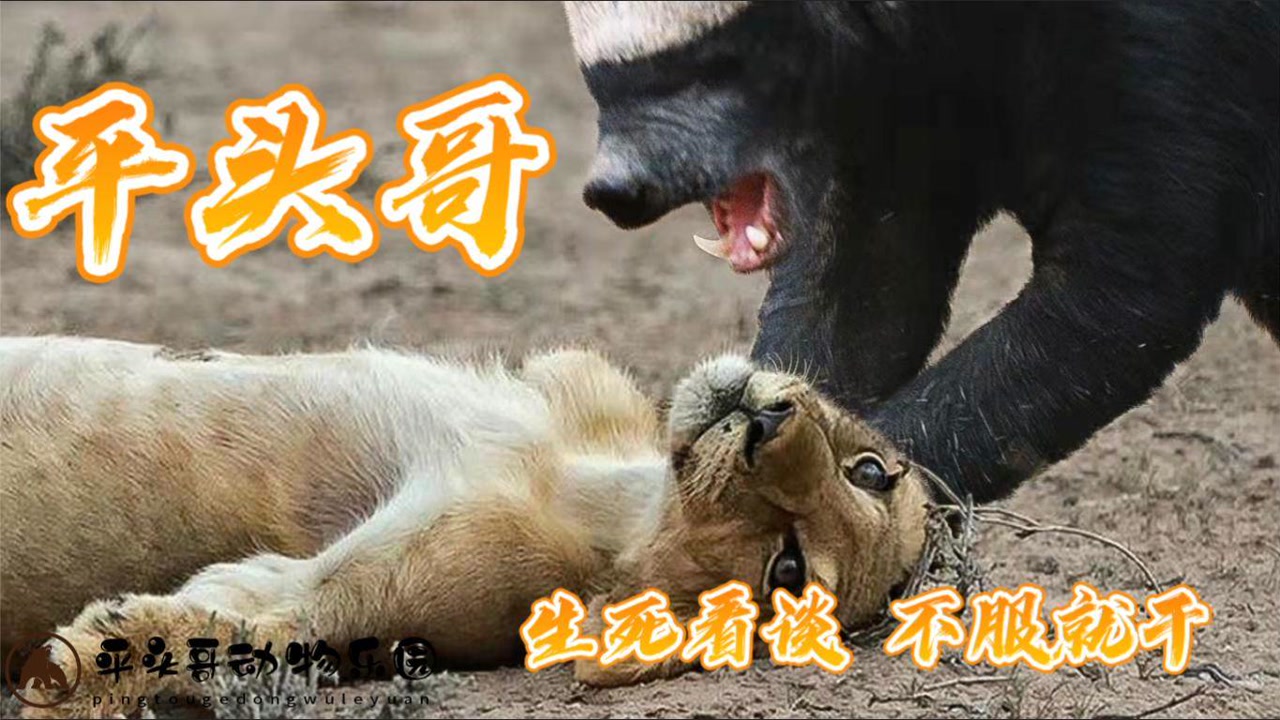 生死看淡,不服就干,网红平头哥无所畏惧,管你是狮子