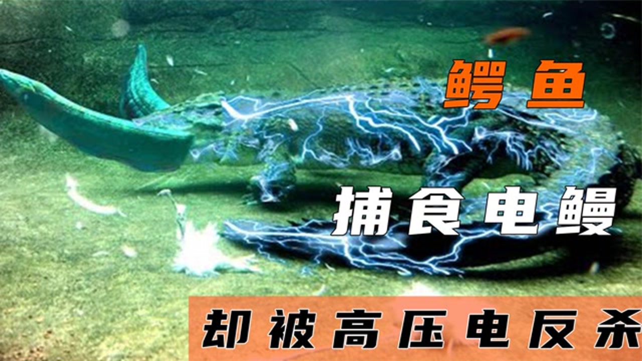鳄鱼袭击电鳗,却被电鳗"高压电"电懵,最后双方同归于尽!