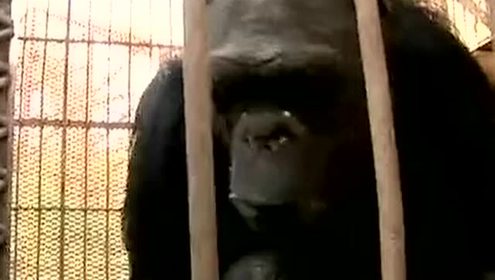 半人半猿 腾讯视频