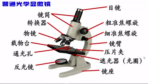 显微镜的结构图