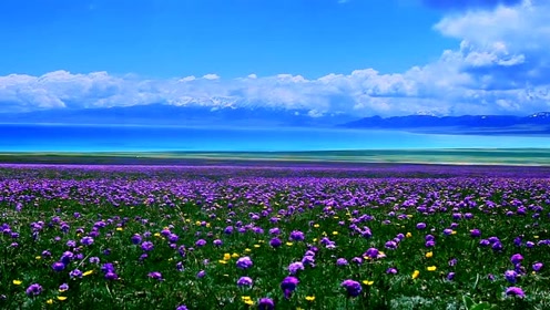 实拍新疆赛里木湖原生态美景,碧水蓝天花海宛如仙境
