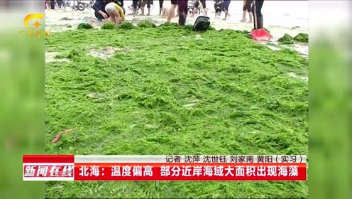 绿藻爆发广西北海银滩变绿了