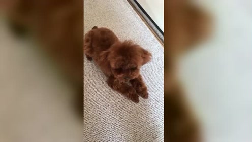 对狗狗竖中指 腾讯视频