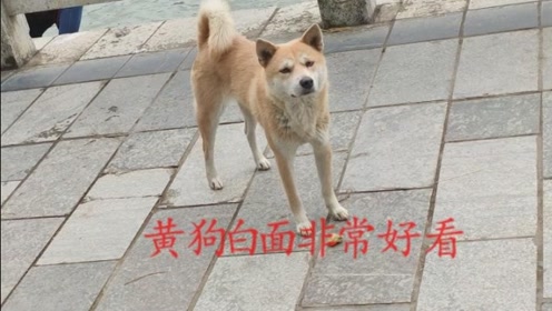 黄狗白面的散养田园犬,像极了秋田犬