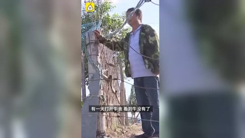 牛做dna 腾讯视频