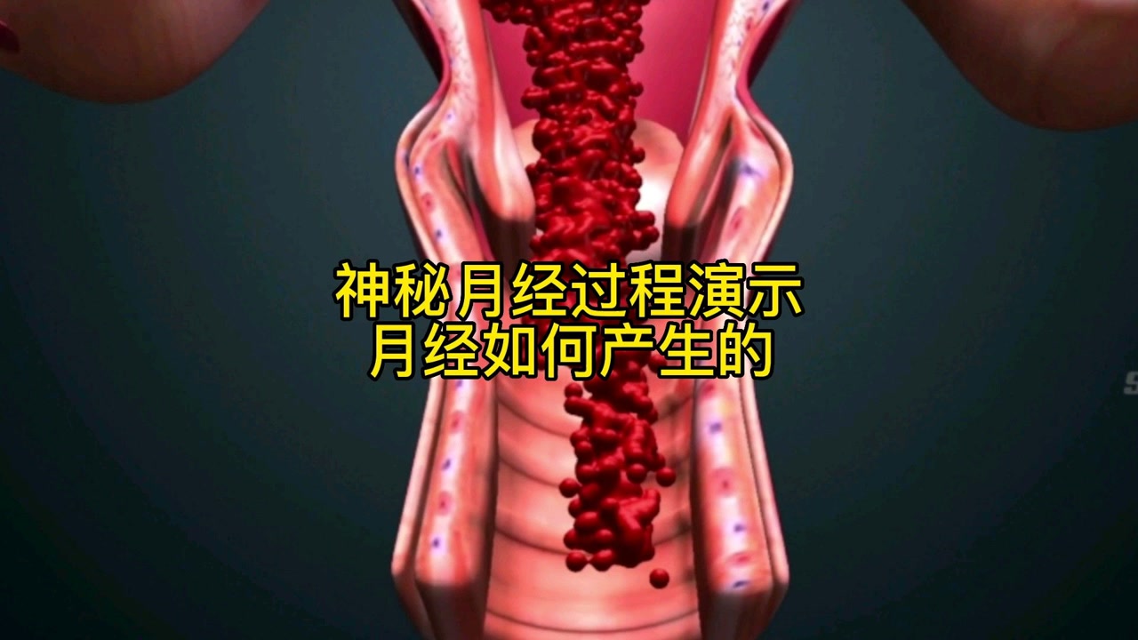 神秘月经过程演示,月经如何产生的,请关爱女性
