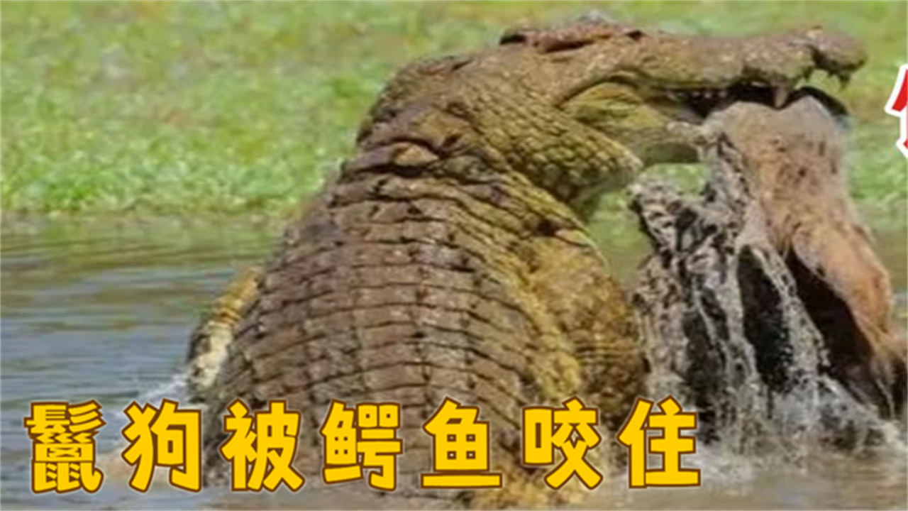 鬣狗喝水的时候被鳄鱼咬住了,鳄鱼使出霸王拧咬断狗头直接吞了!