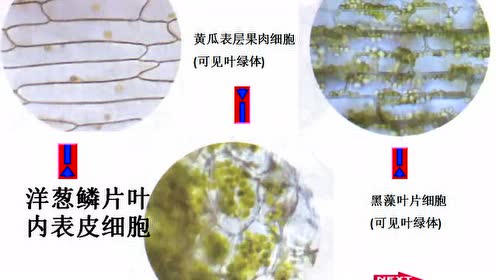教科版一年级科学上册第1单元 植物5.植物是“活”的吗