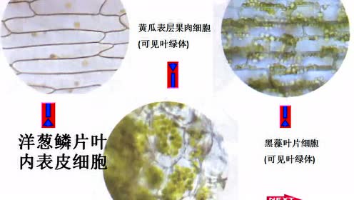 教科版一年级科学上册第1单元 植物5.植物是“活”的吗