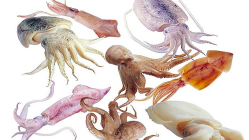 墨鱼和乌贼 腾讯网