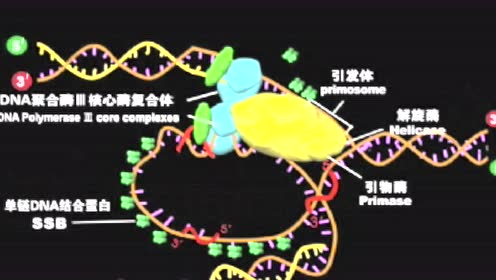 dna分子的结构和复制及rna转录 腾讯视频