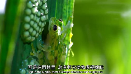 玻璃蛙 腾讯视频
