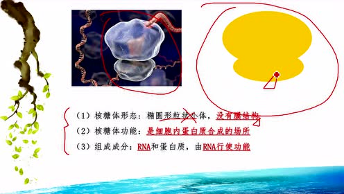 教科版六年级科学上册四 生物的多样性