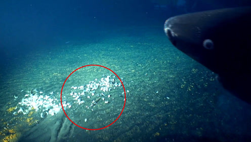 都是人类惹的祸?科学家在10000米海底,发现了令人不安的东西!