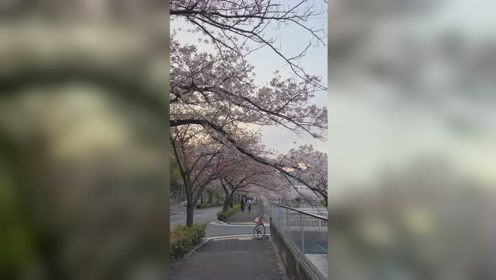 宇治川 腾讯视频